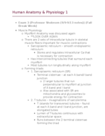 Human Anatomy Week 8 Notes