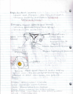 Physiology Exam 2: Study Guide