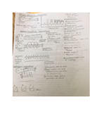 Physiology Lecture Notes Week 10