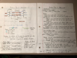 Human Anatomy and Physiology 1, Test 3 Study Guide