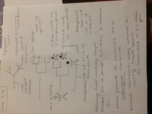 Evolution Exam Two