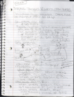 Ecology Week 7 Notes