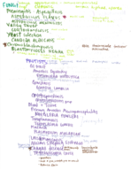 BIO 411 Exam 4 Review Notes