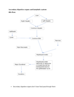 Secondary digestive organs and lymphatic system