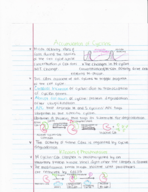 Cell Cycle