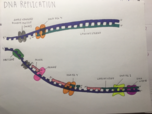 Biol 101 Week 11 Notes 