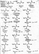 CHEM 324 Ch. 3: Amino Acids, Peptides, Proteins Study Guide