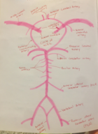 Arteries of the Brain (Circle of Willis)