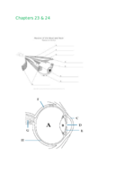 Lecture chapters 16, 18, 19, and 20
