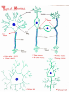 Intro To Neuroscience Lecture: Neurons, Action Potential, Synapse