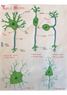 Neuroscience Unit 1 Exam 