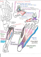 articulations, tendons, and muscles