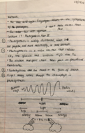 BIO 181, Class Notes, Week 7