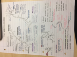 The Nervous System