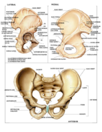 Anatomical Kinesiology Week 8 Notes