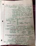 Anatomy & Physiology 2 Test 2 study guide