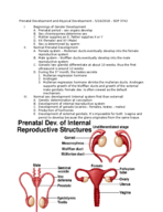 SOP 3742 - Hughes - Summer 2018 - Prenatal development FAU