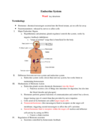 BIO 202 Kingsbury Endocrine System