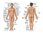 Anatomy 2300, Week 1 and 2 Notes
