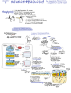 PSB 4240 Neuropsychology Chapter 3 Notes