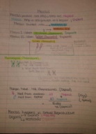 Genetics- Meiosis I and II 