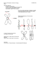 BIO 121 - Chromosomes