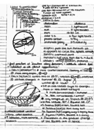 ASTR 1010 Study Guide Exam 1