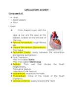 Anatomy II Lab, Week 4 