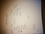 Culture & Society, Week 5 Notes