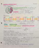 Lecture 6 Notes