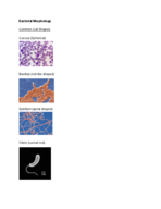 BIOL3010 Week 5 notes