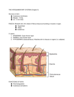 The Integumentary System