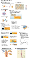 Chapter 3: Biological Basis of Psychology 