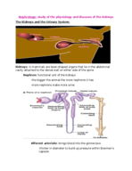 Animal Physiology: Nephrology