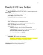 Chapter 24 Urinary System