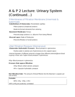 Urinary System--JG Apparatus