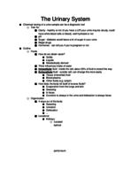 Urinary System Lecture Notes