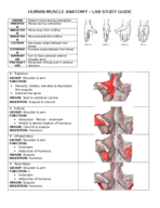 Muscular System Notes - Anatomical Position
