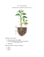 The Plant Body CH. 33 Biology Class Notes