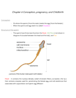 Chapter 6 Conception, Pregnancy, and childbirth 