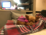 Doggo