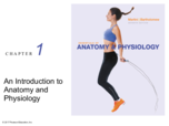 Ch 1 Introduction to Anatomy and Physiology 