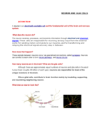 The neuron