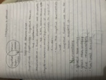 Neuroanatomy
