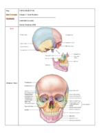 Human Anatomy 2320 Chapter 7 Notes 