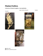 zoology practical 1