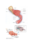 biology 115
