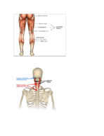 biology 115