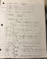Genetics Week 8 Notes