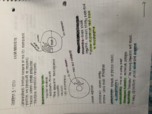 Chapter 3 Cont. : Cells